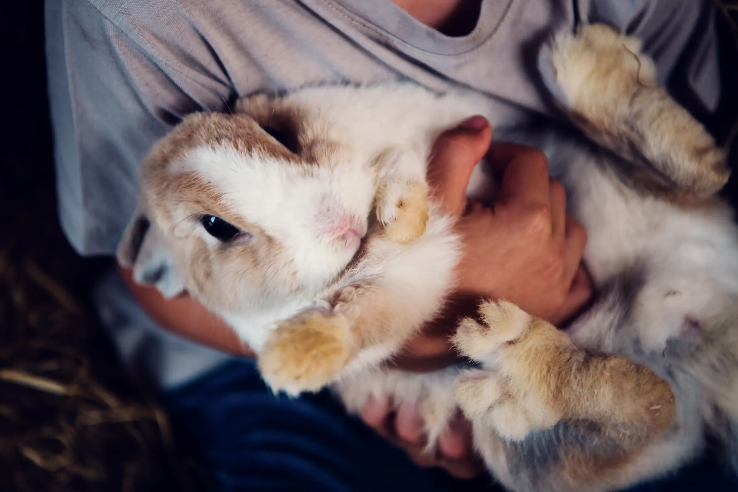 Ein Hase wird im Arm gehalten