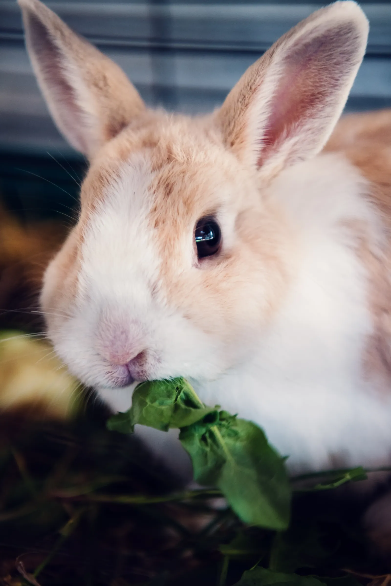 Ein Hase knabbert an einem Salatblatt