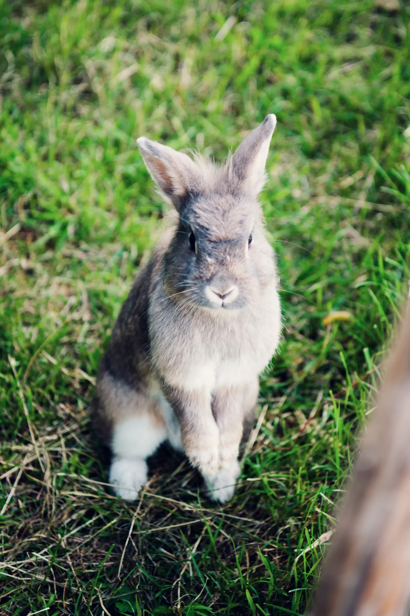 Ein grauer Hase macht Männchen im Gras