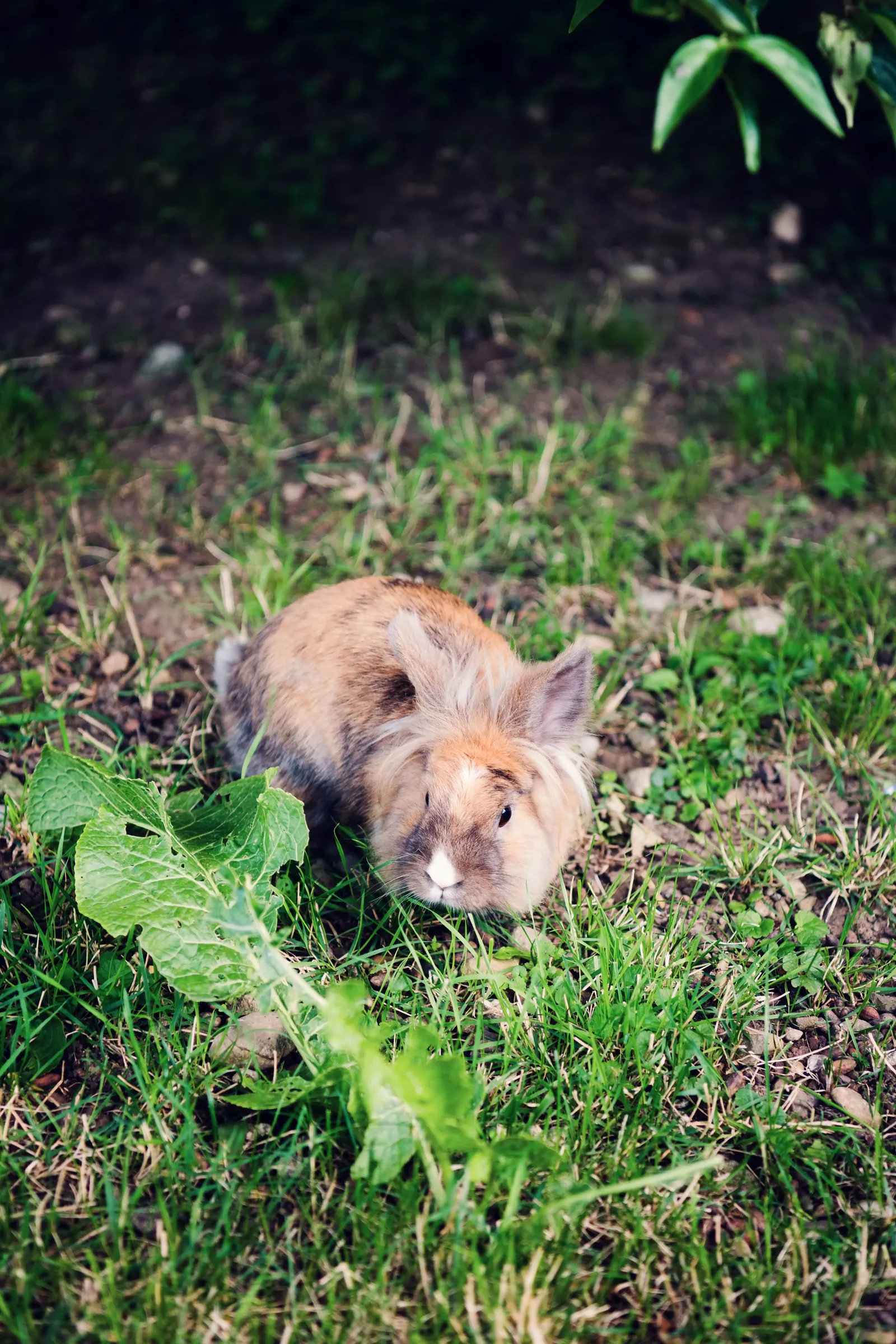 Ein Hase frisst Löwenzahn auf der Wiese