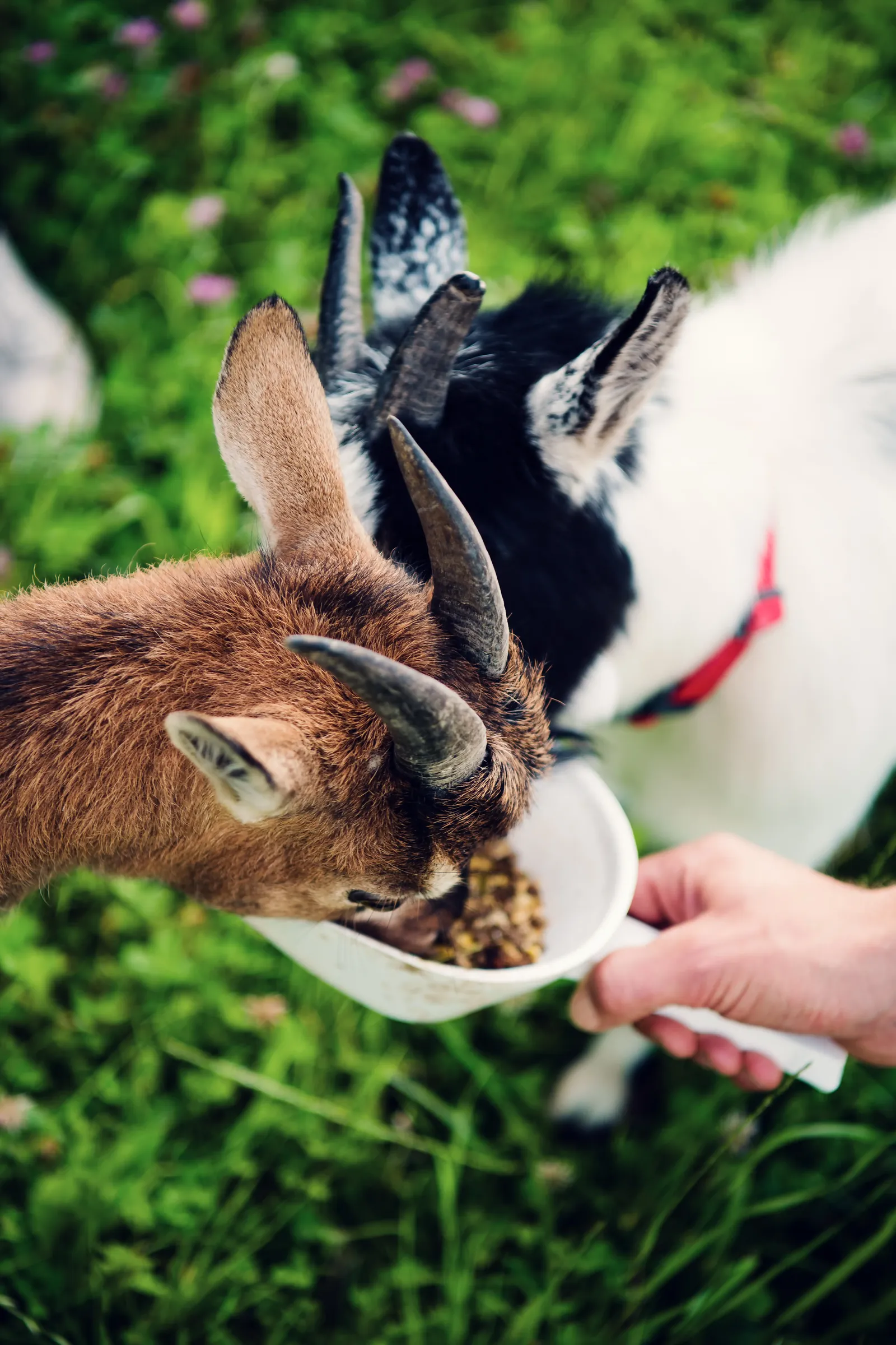 Zwei Zwergziegen fressen aus einer Futterschaufel