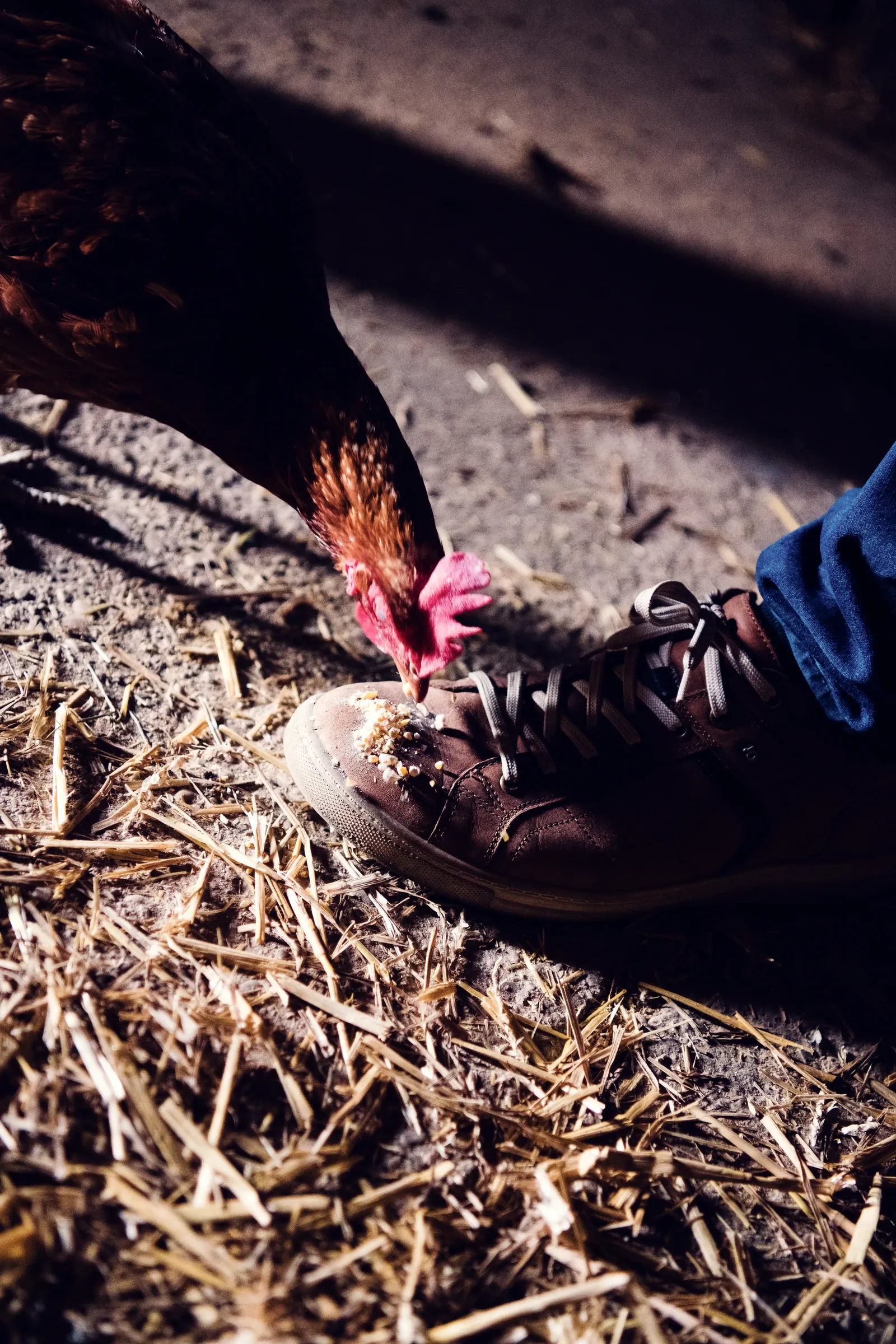 Ein Huhn pickt am Schuh eines Besuchers