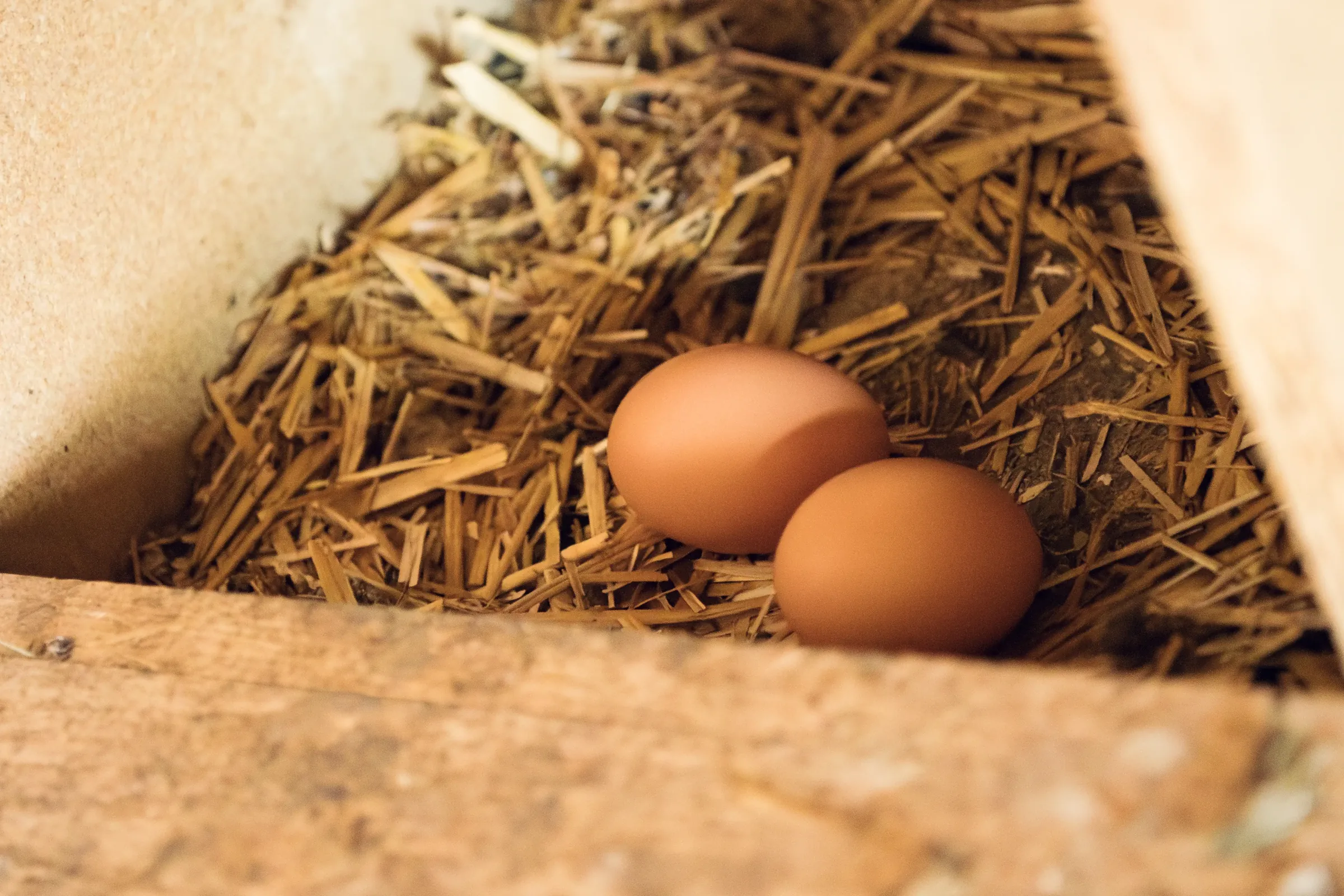 Zwei Eier im Stroh des Nests